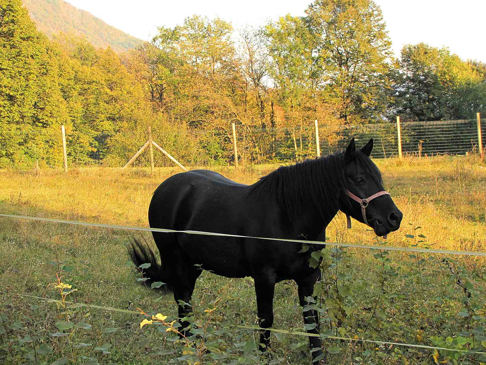 Animali al pascolo